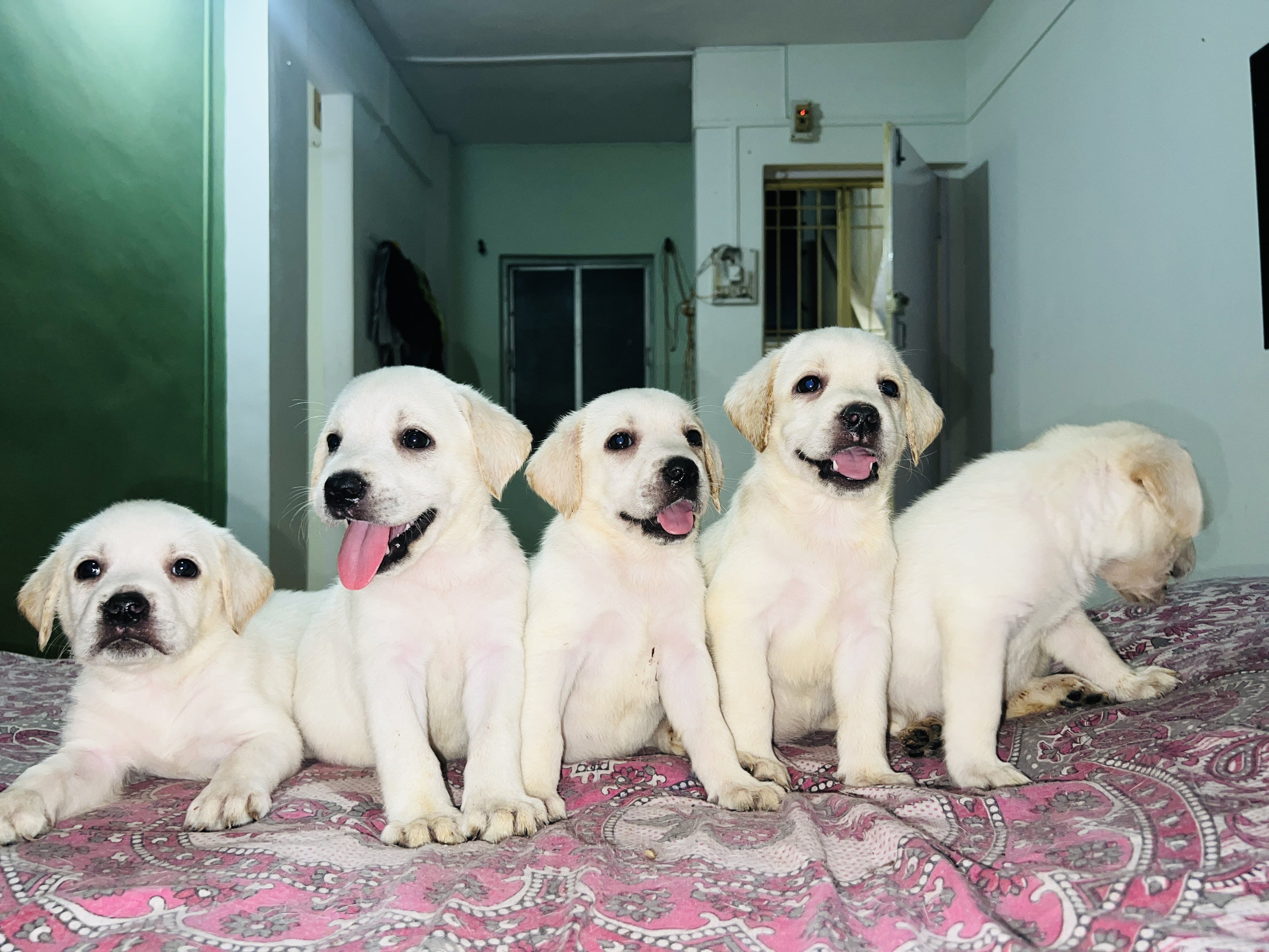 Pet image – gallery view