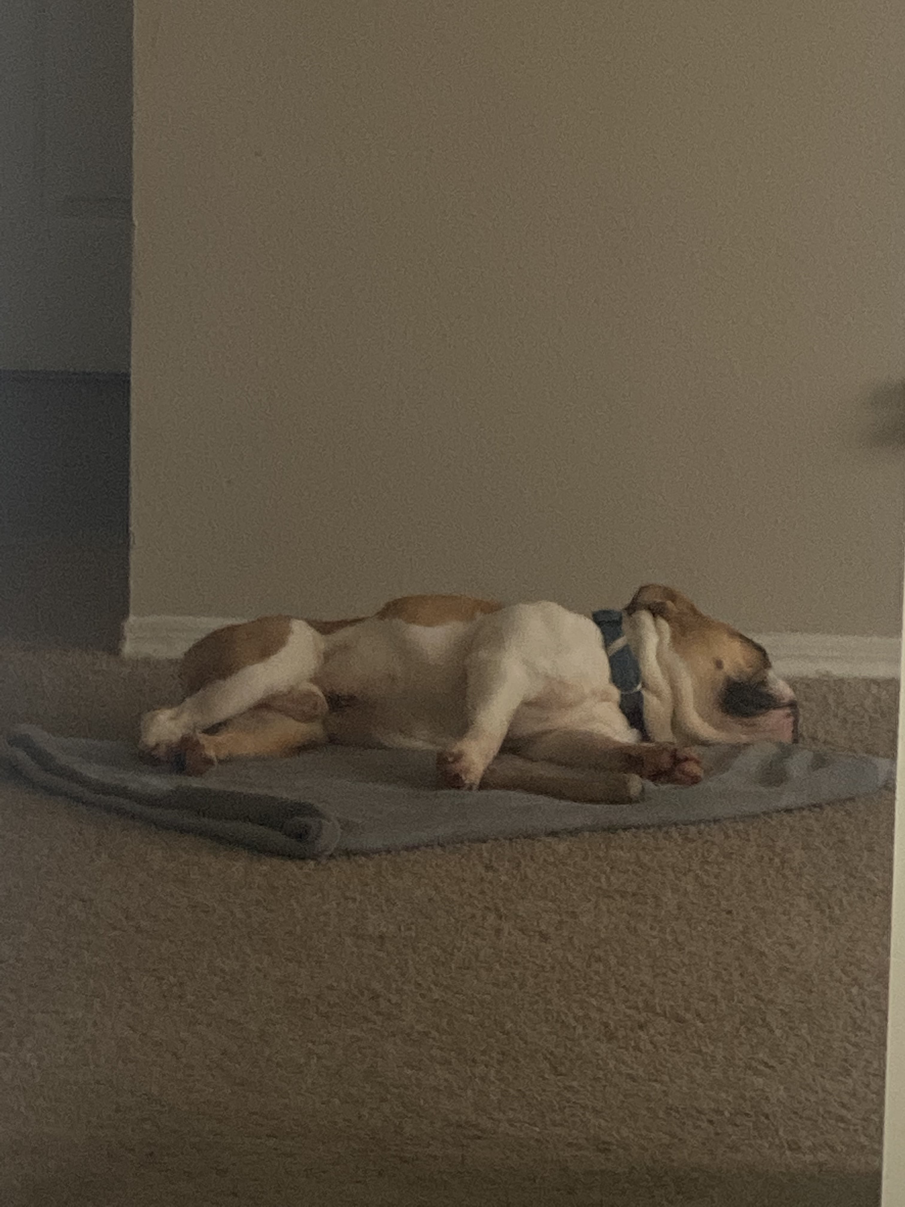 Pet image – gallery view