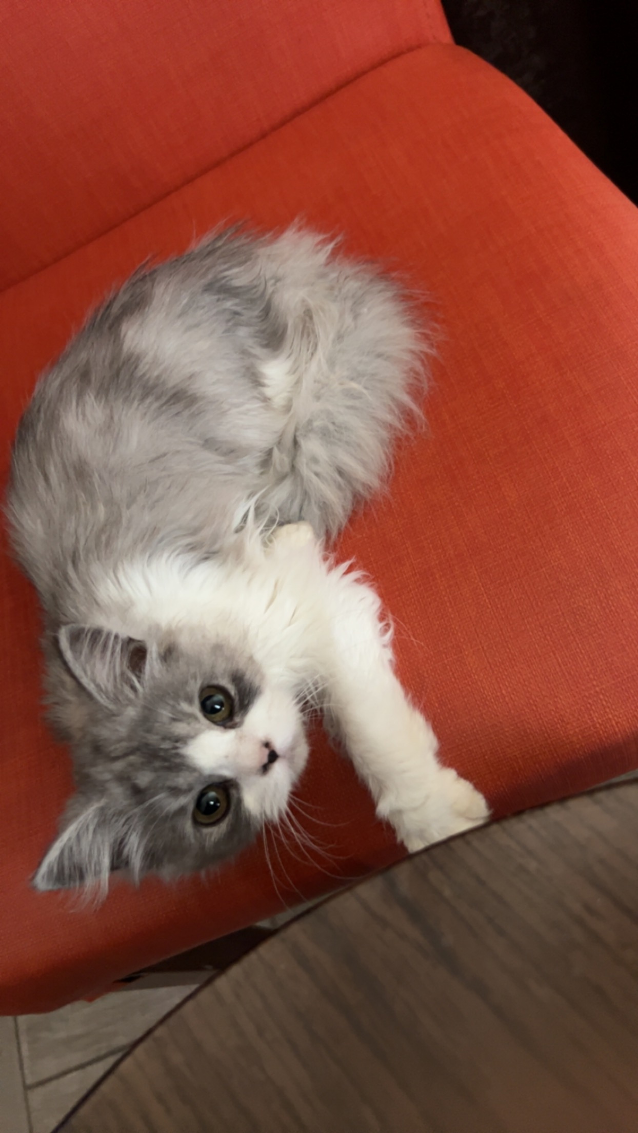 Pet image – gallery view