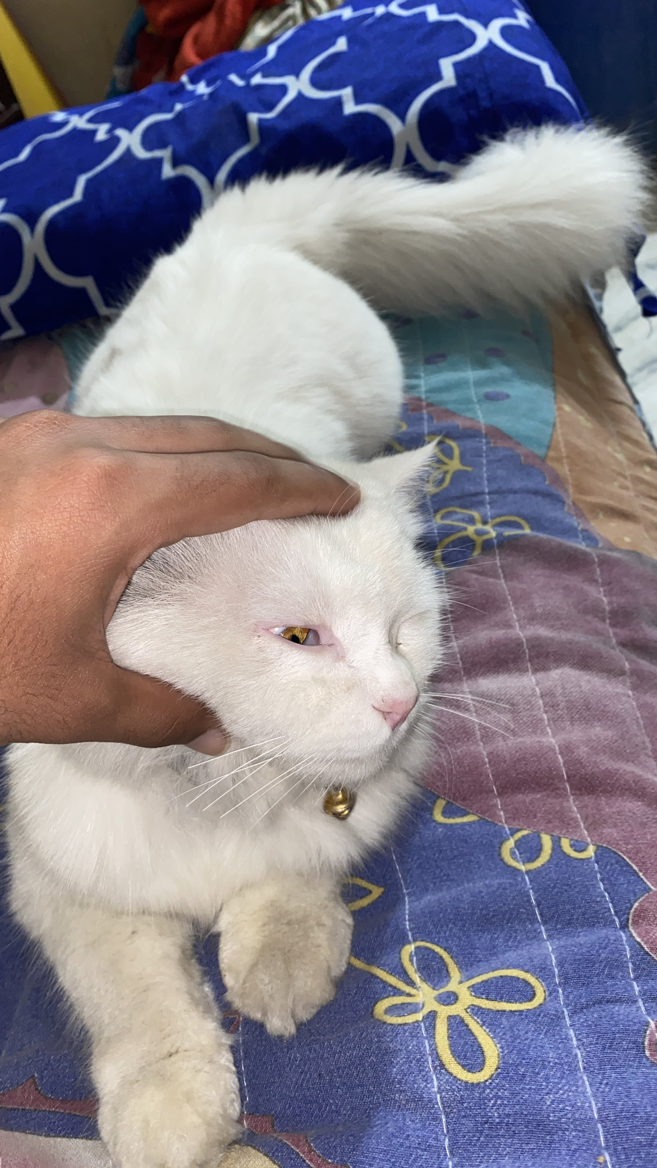 Pet image – gallery view