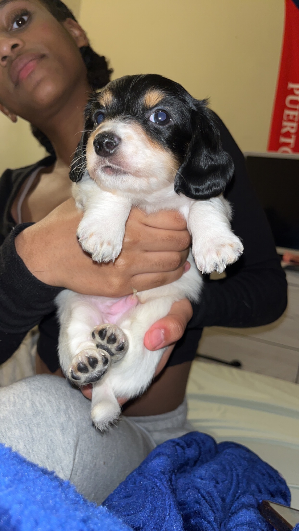 Pet image – gallery view