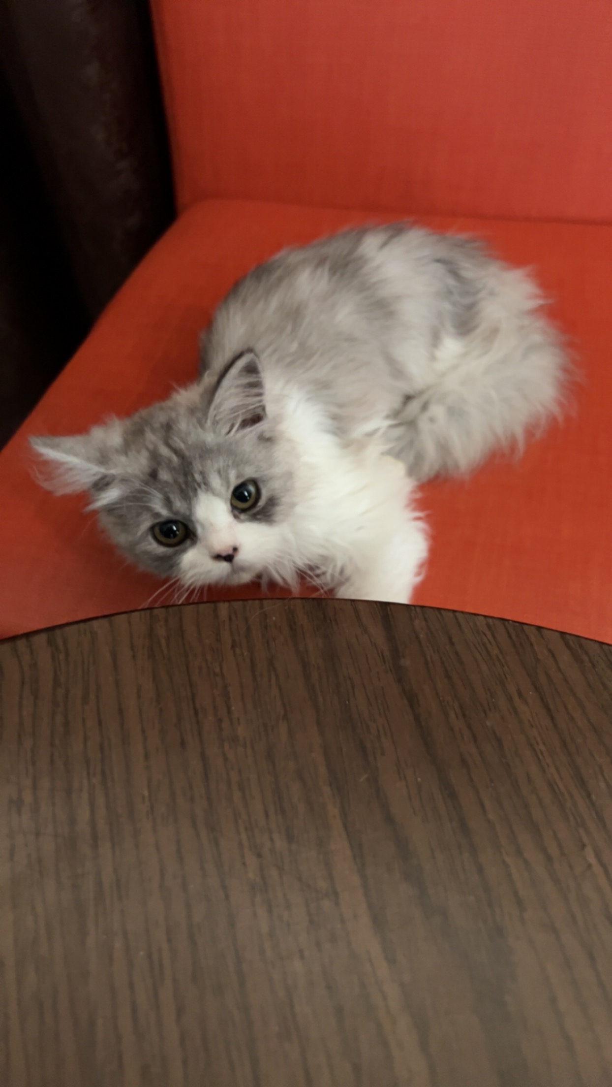 Pet image – gallery view