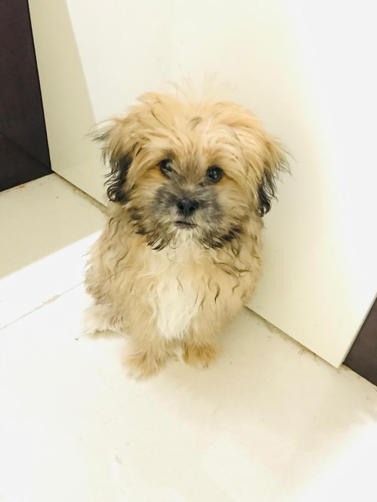 Pet image – gallery view