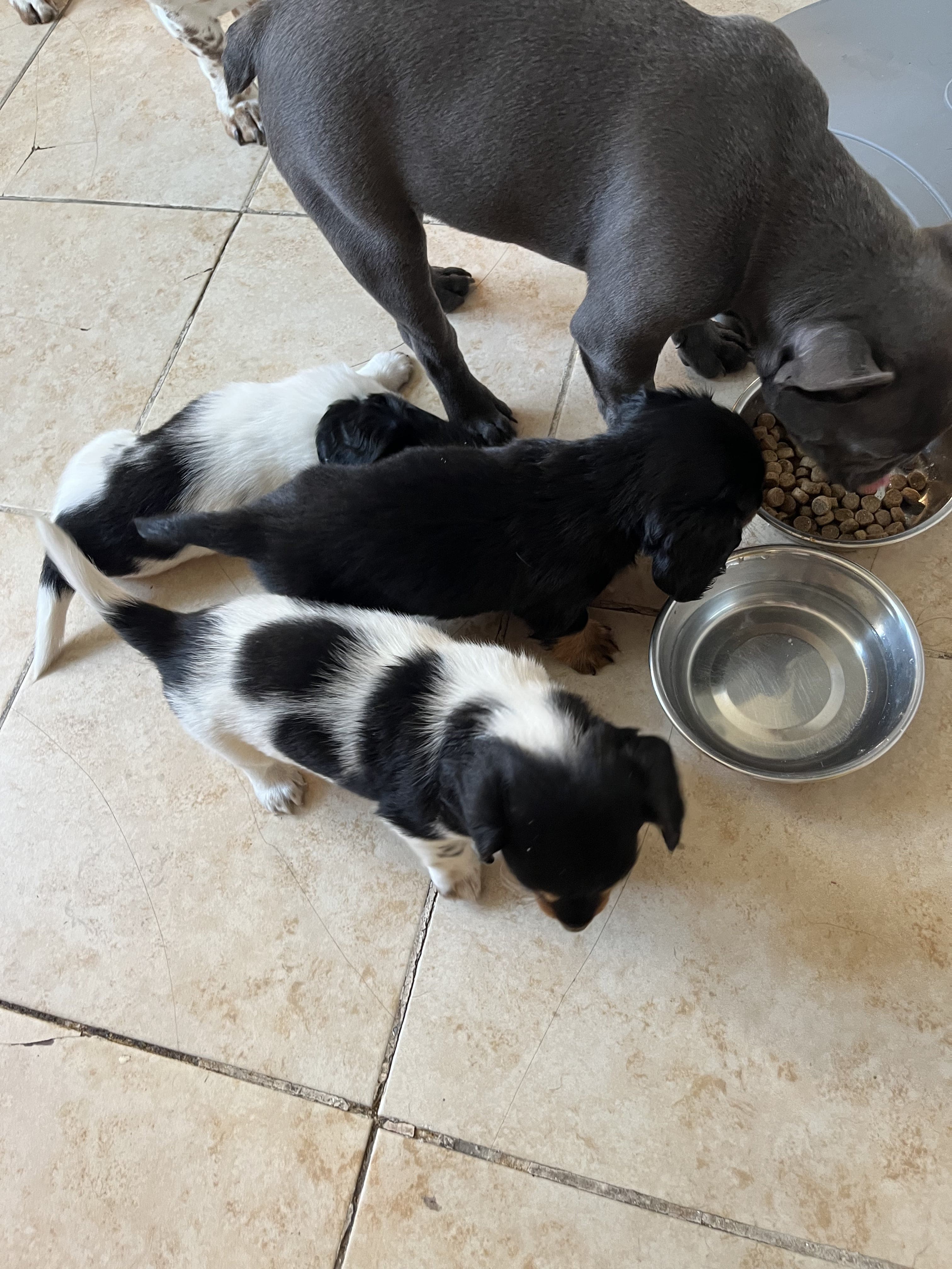 Pet image – gallery view