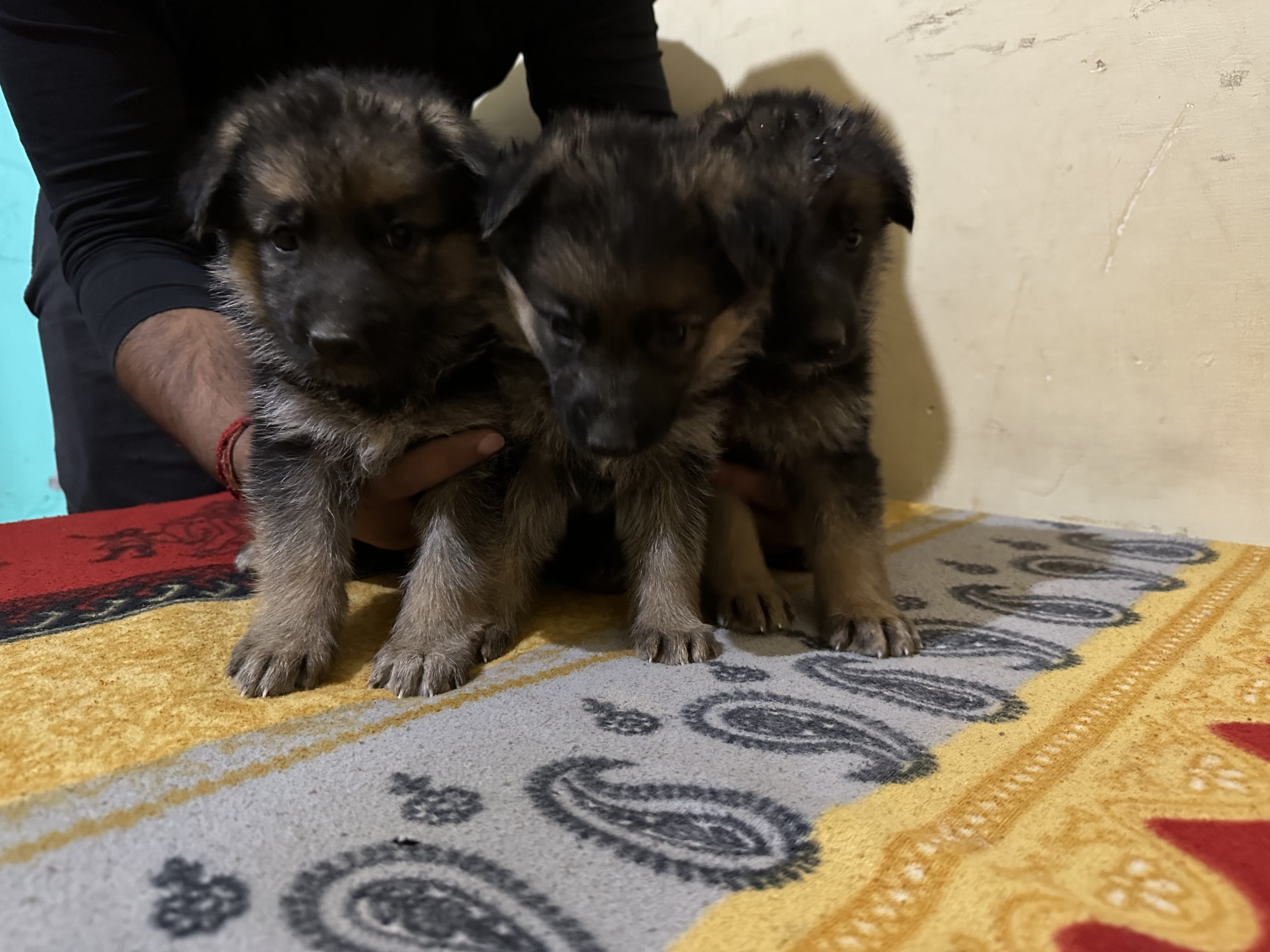 Pet image – gallery view