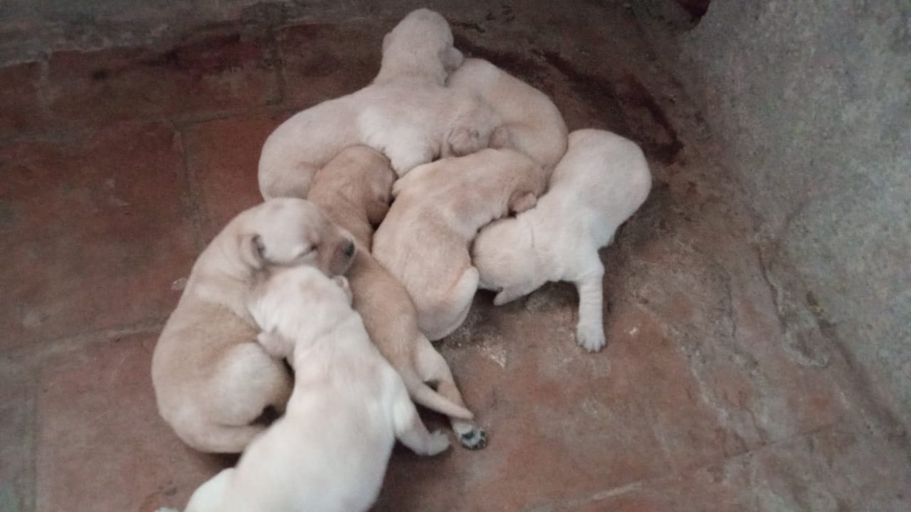 Pet image – gallery view