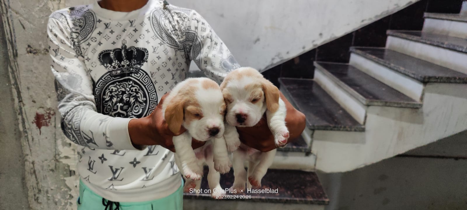 Pet image – gallery view