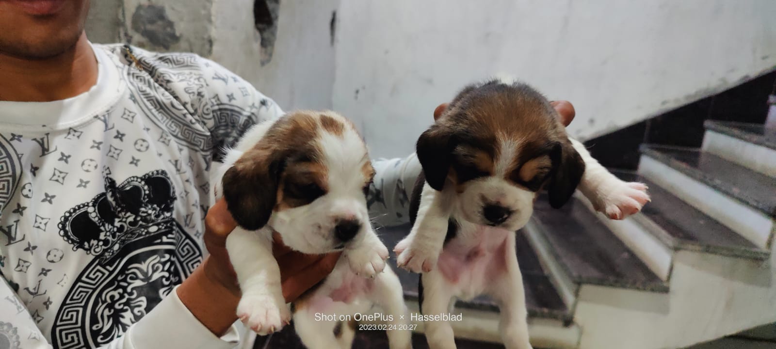 Pet image – gallery view