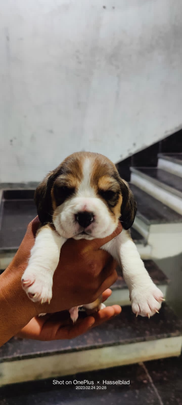 Pet image – gallery view