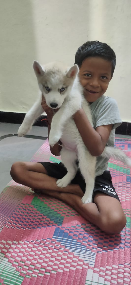 Pet image – gallery view