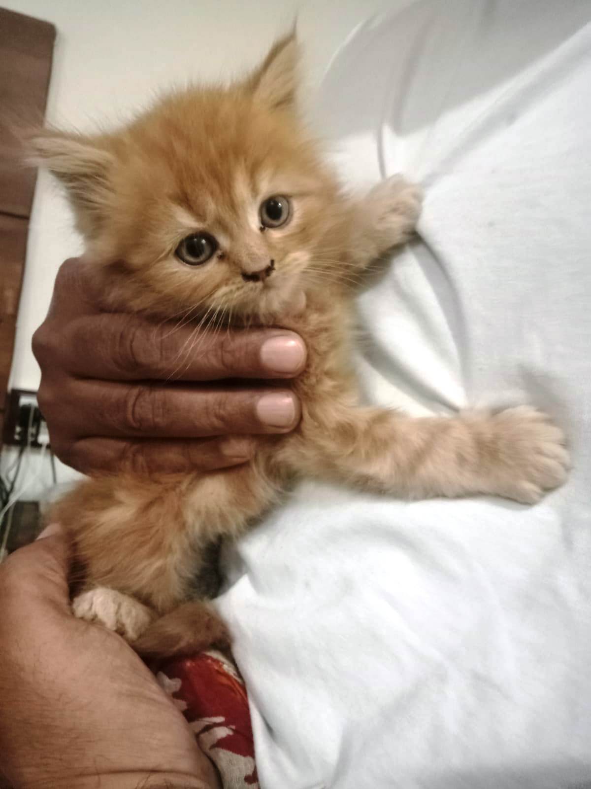 Pet image – gallery view