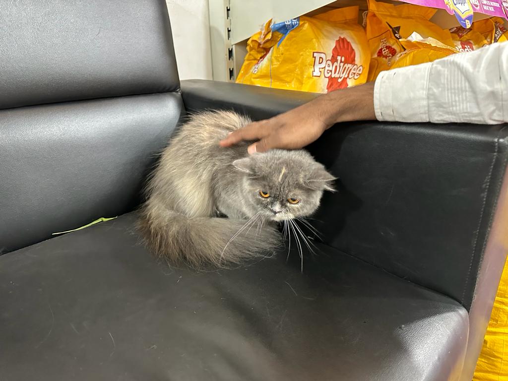 Pet image – gallery view