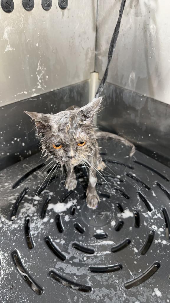 Pet image – gallery view