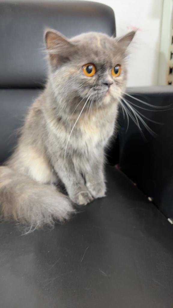 Pet image – gallery view