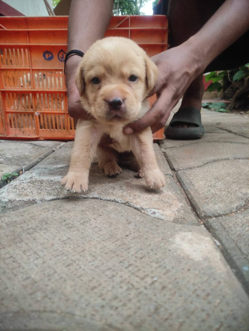 Pet image – gallery view