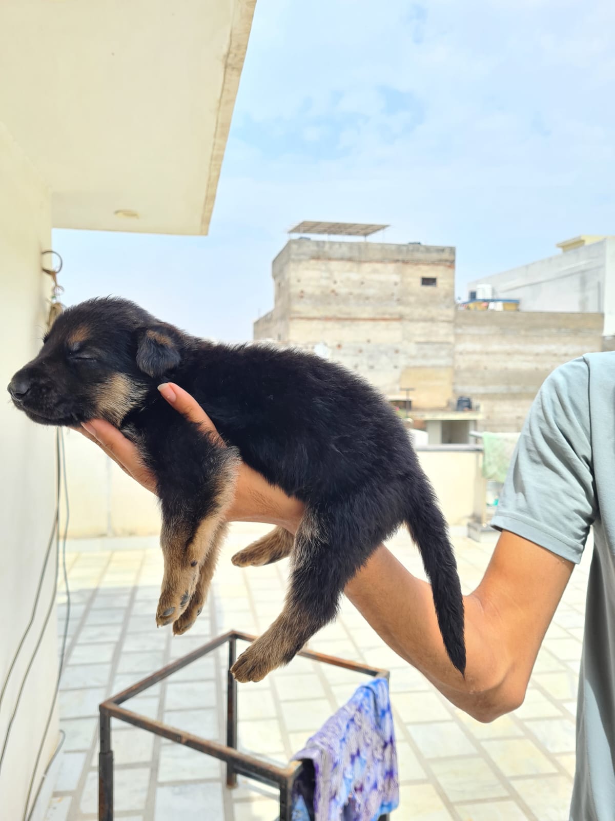 Pet image – gallery view