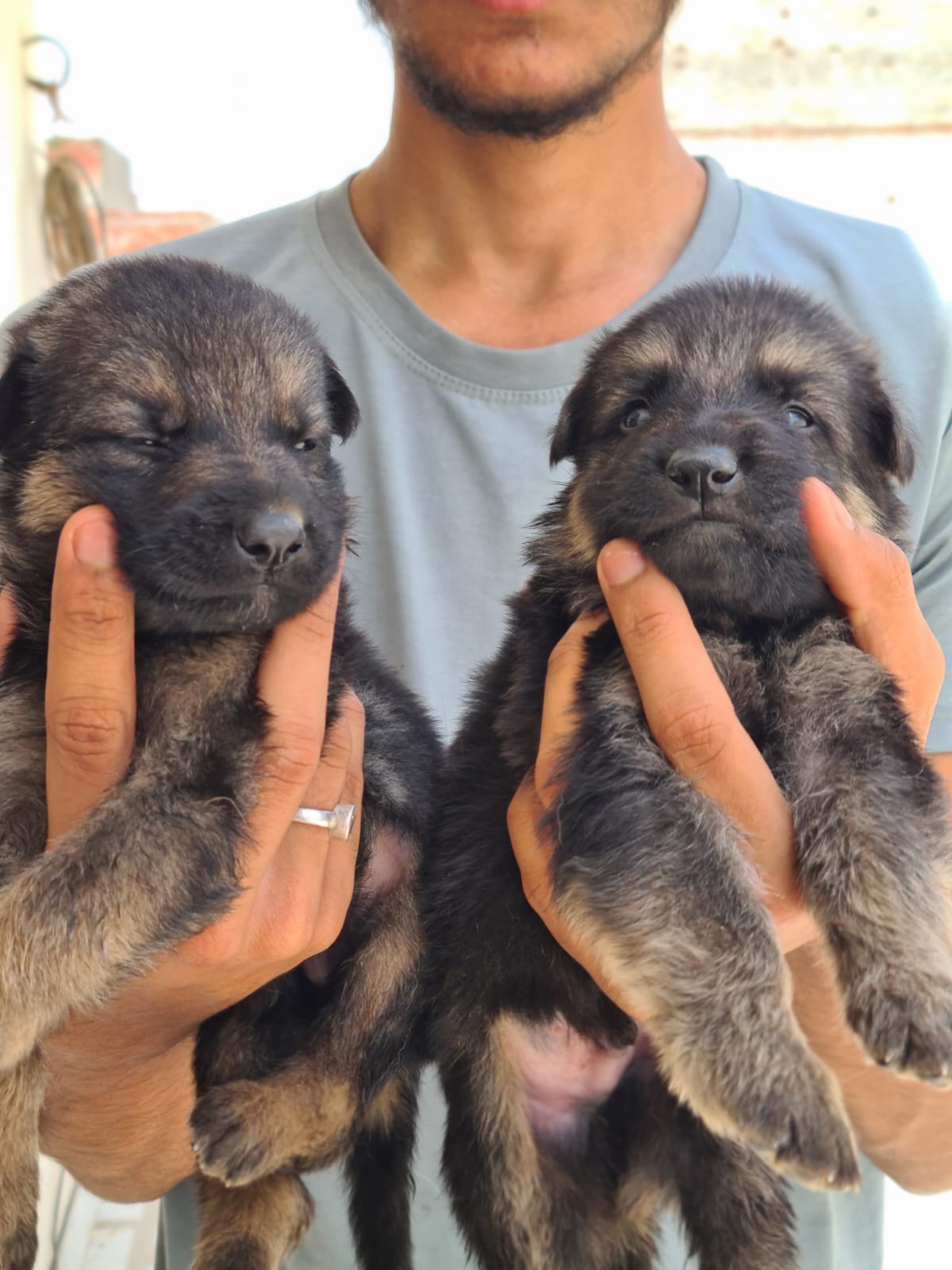 Pet image – gallery view