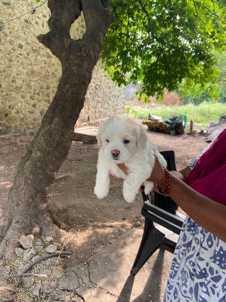 Pet image – gallery view