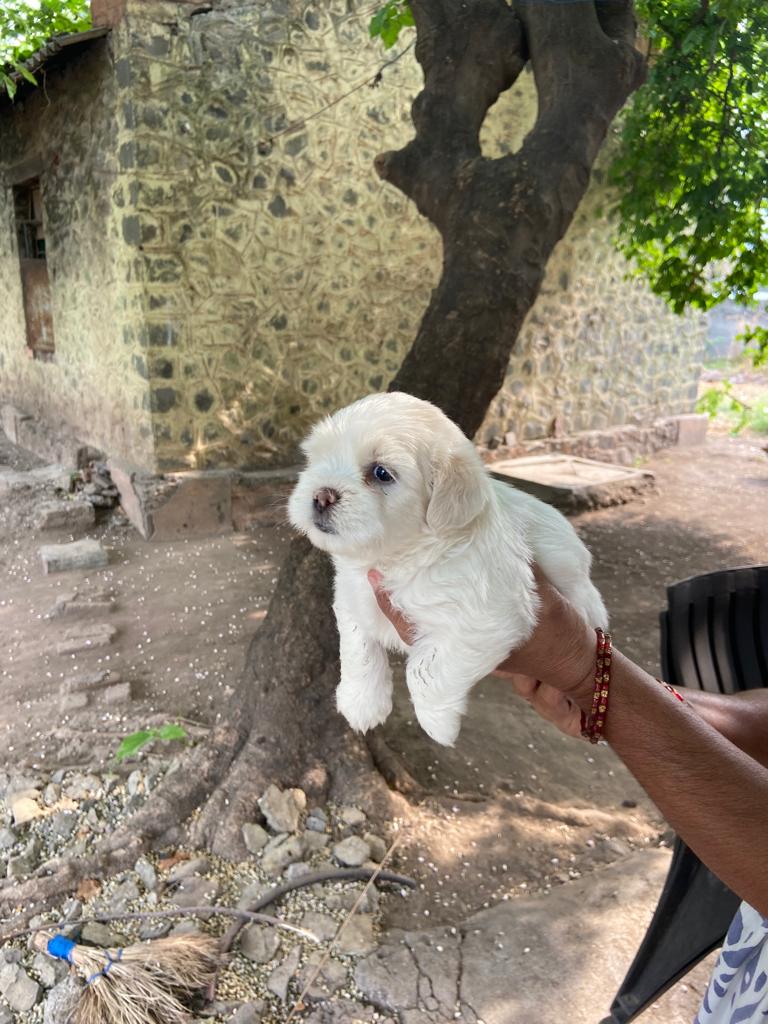 Pet image – gallery view