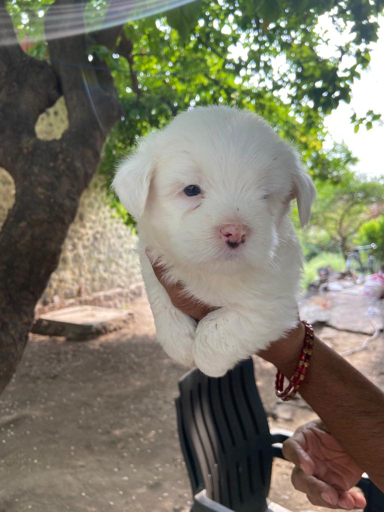 Pet image – gallery view