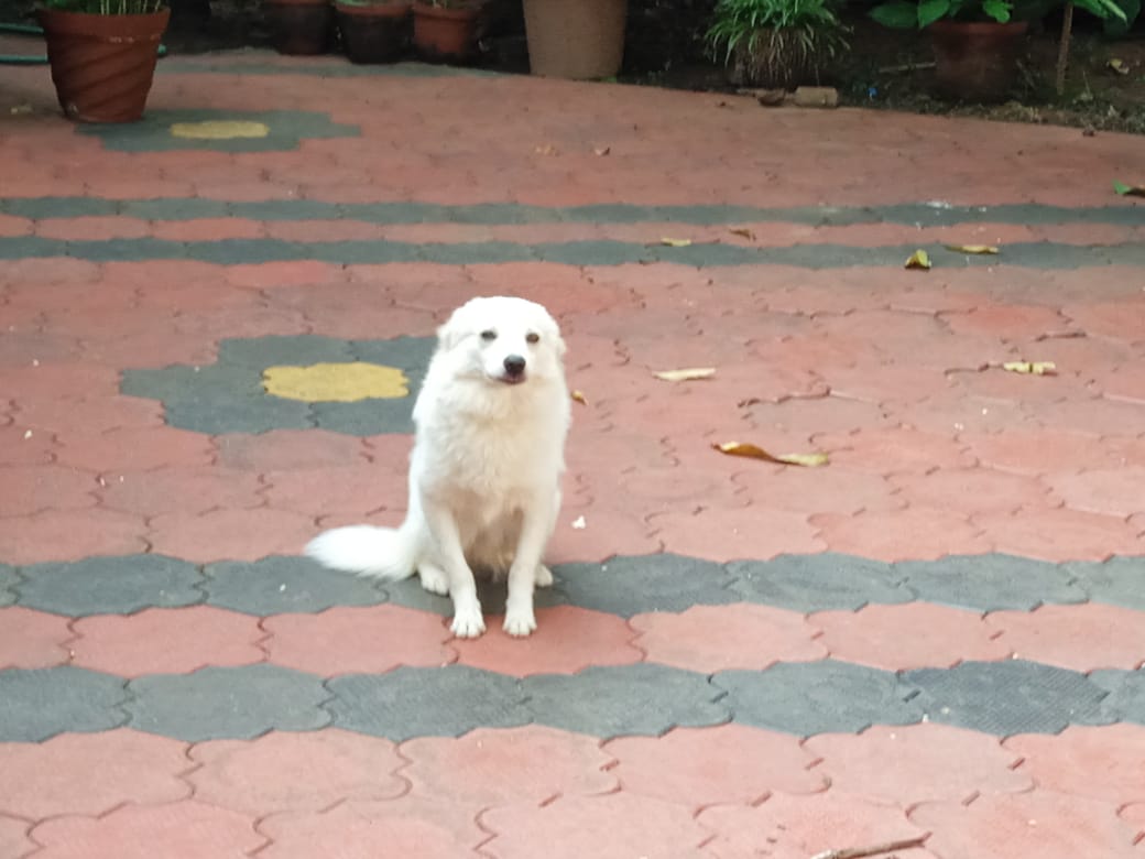 Pet image – gallery view