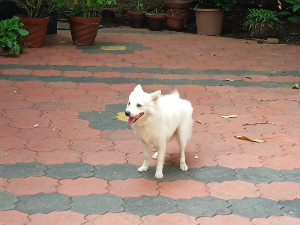 Pet image – gallery view