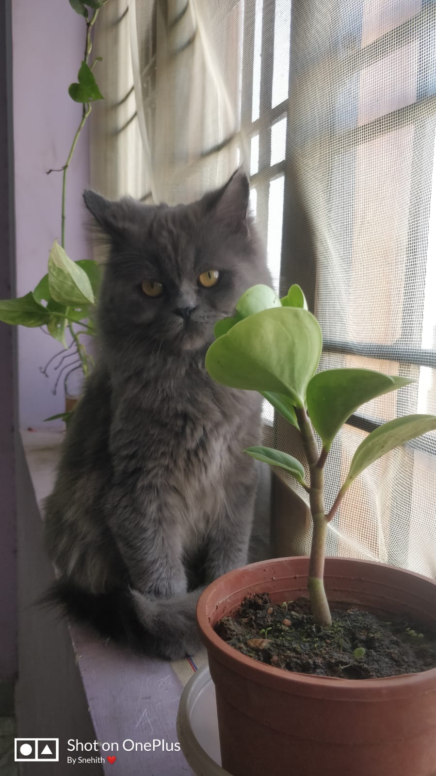 Pet image – gallery view