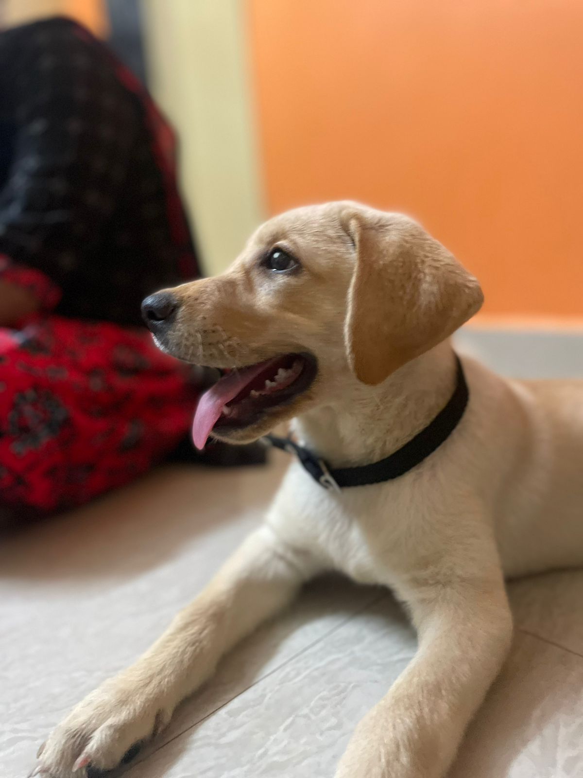 Pet image – gallery view