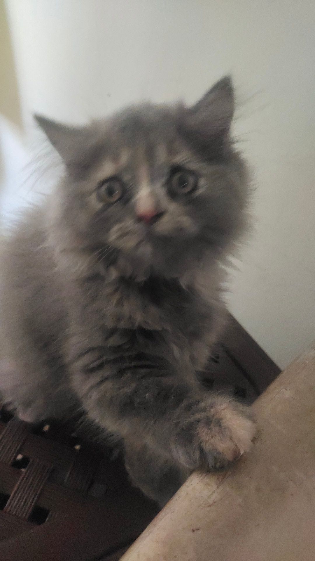 Pet image – gallery view