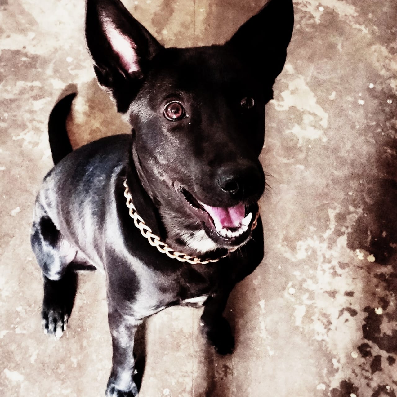 Pet image – gallery view