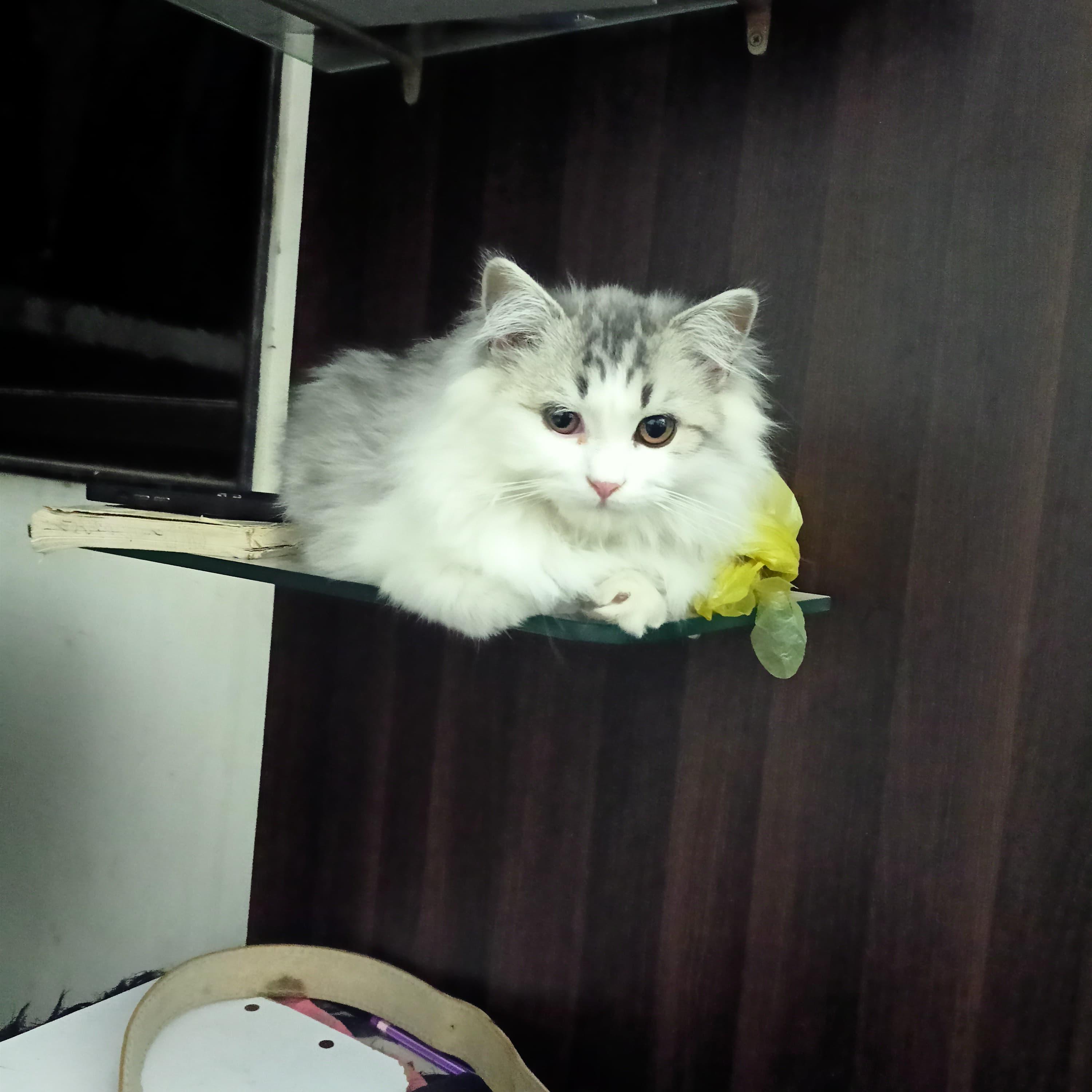 Pet image – gallery view