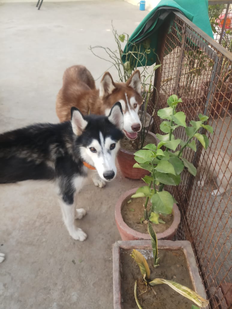 Pet image – gallery view