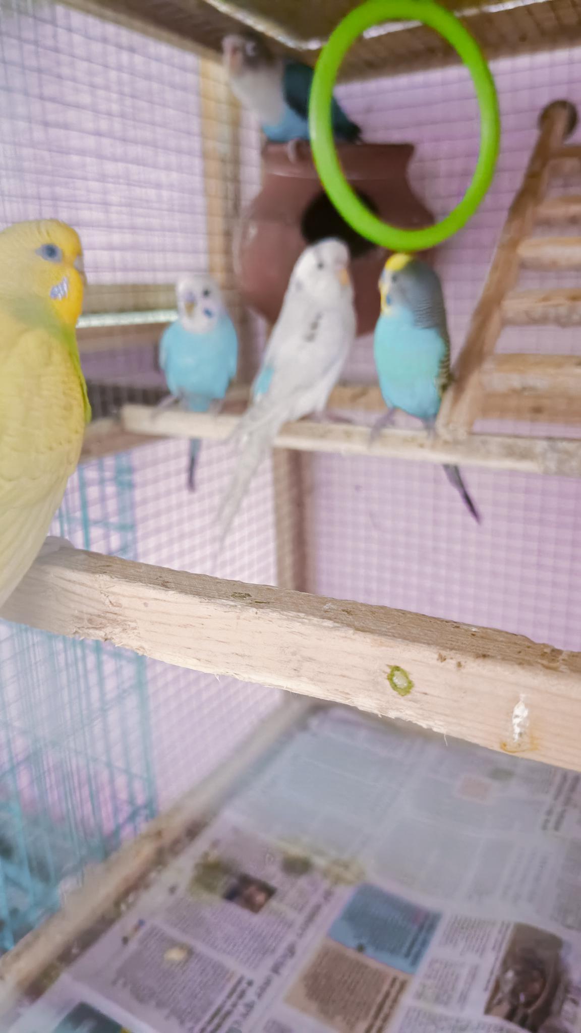 Pet image – gallery view