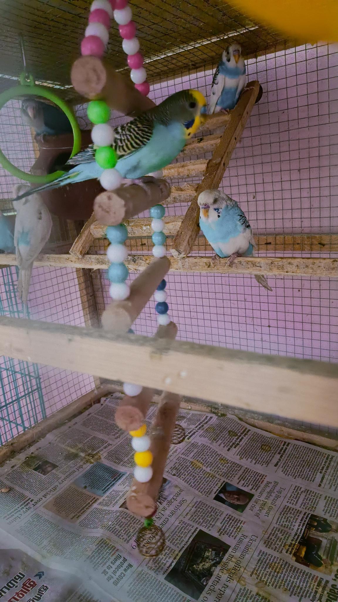 Pet image – gallery view