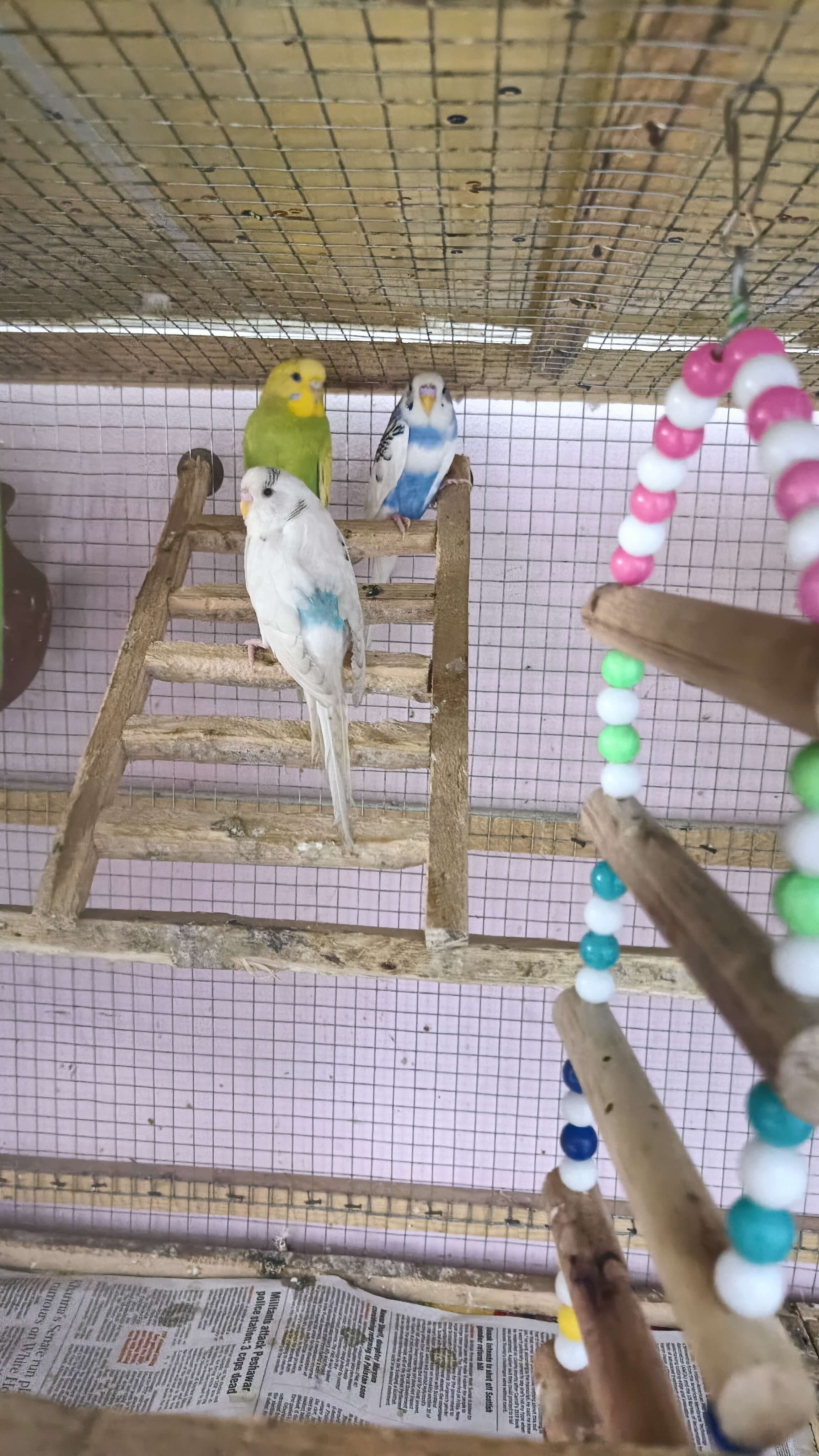 Pet image – gallery view