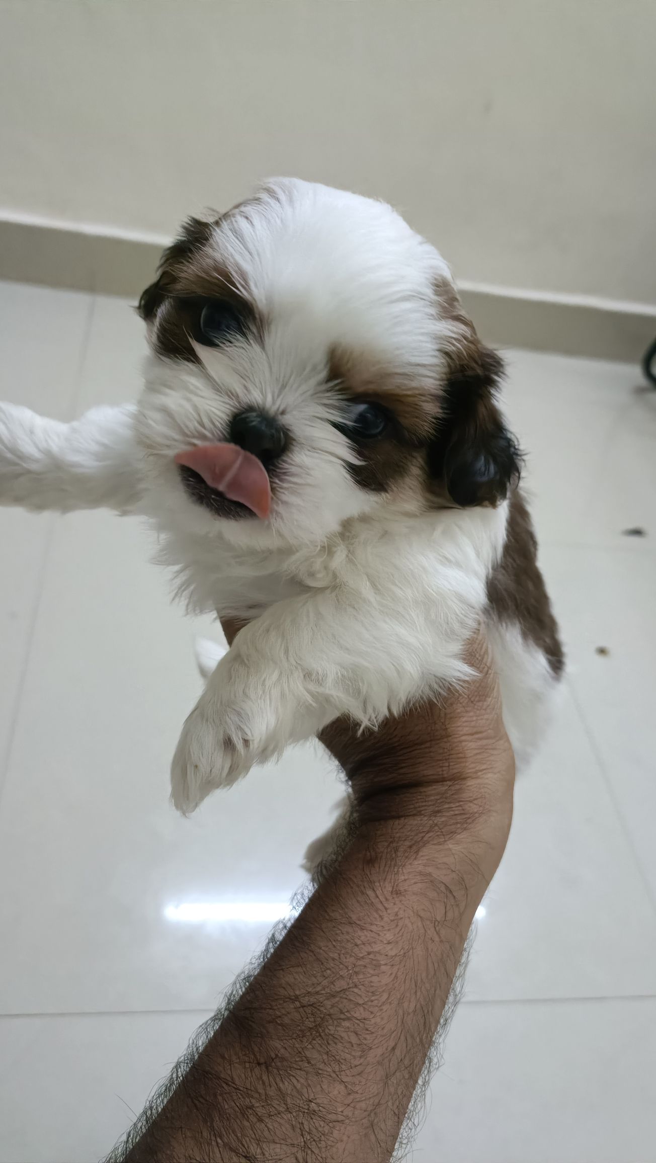 Pet image – gallery view