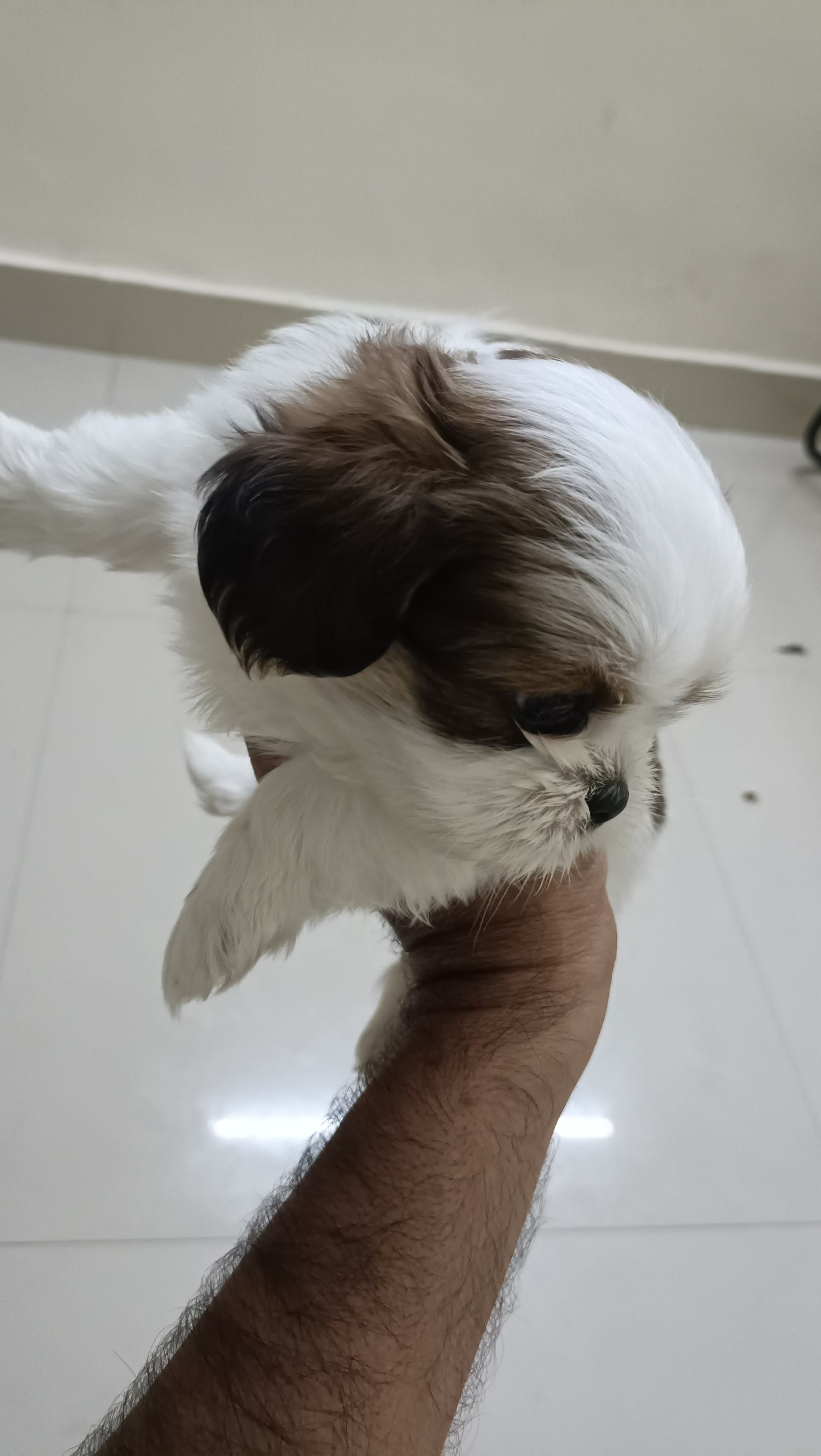 Pet image – gallery view