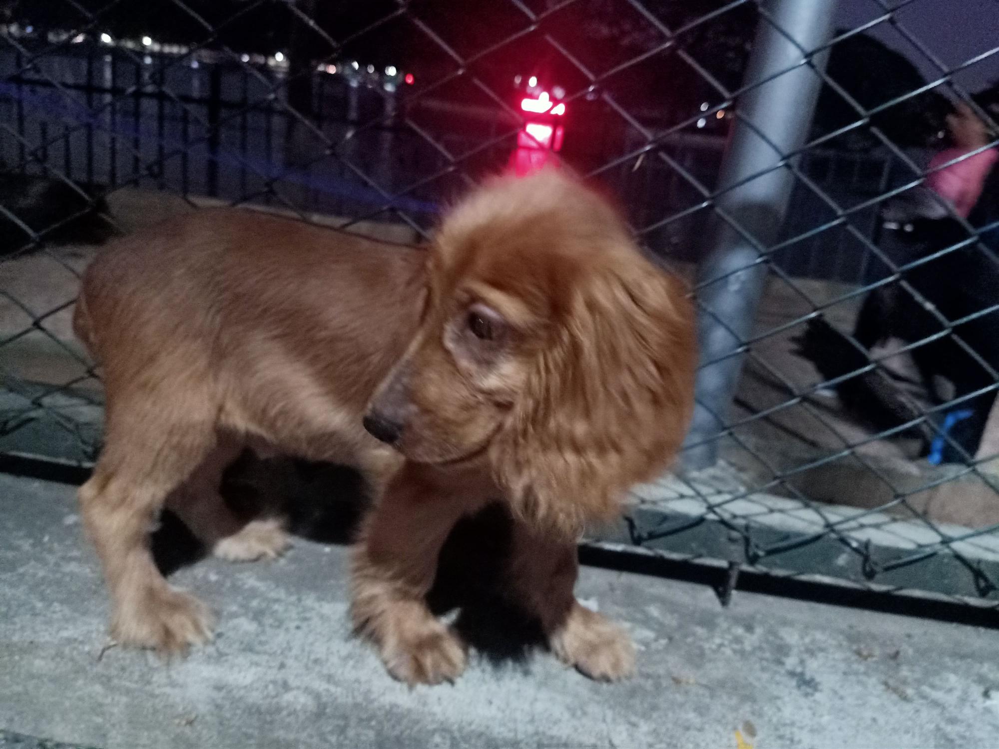 Pet image – gallery view