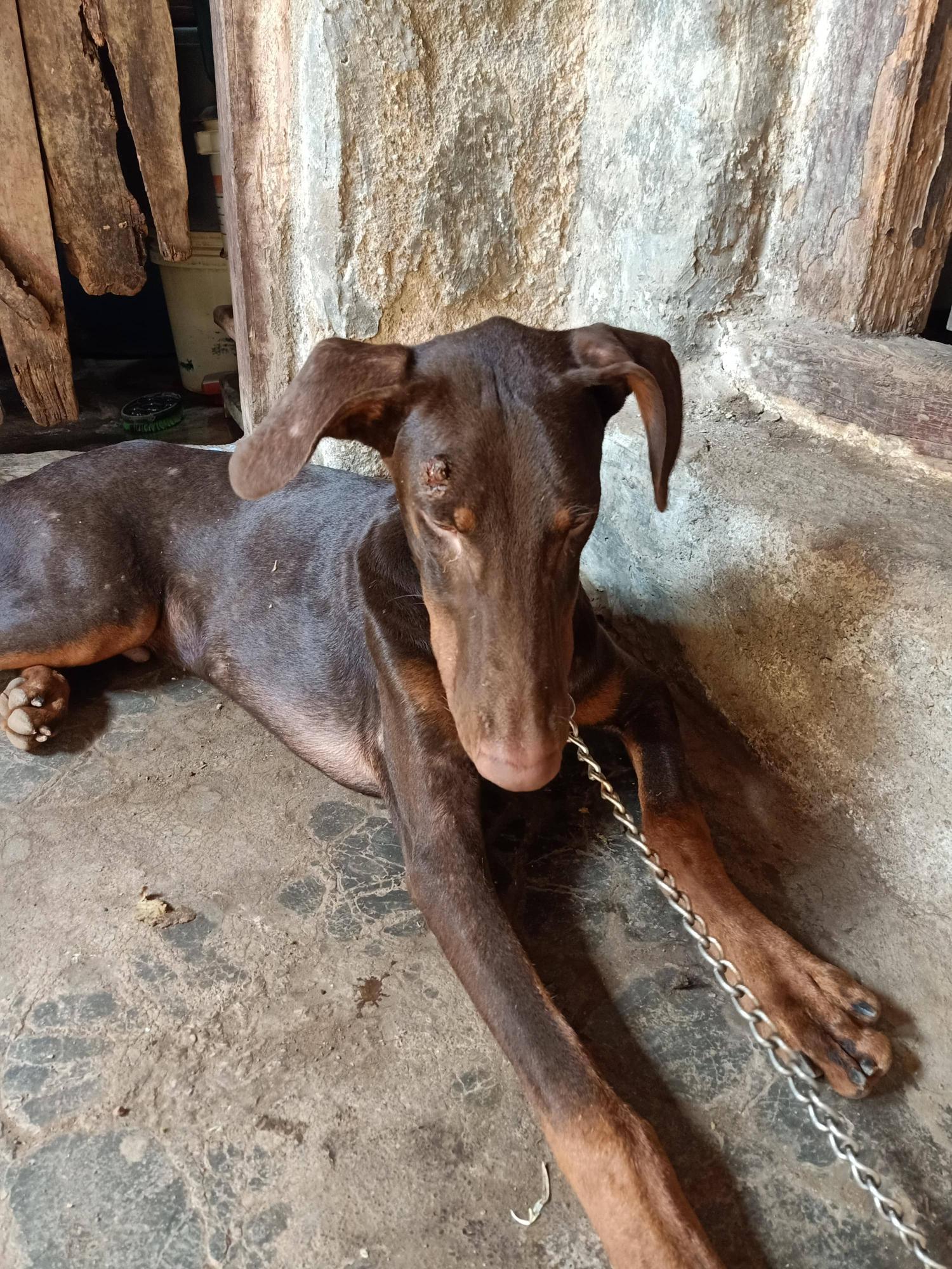 Pet image – gallery view