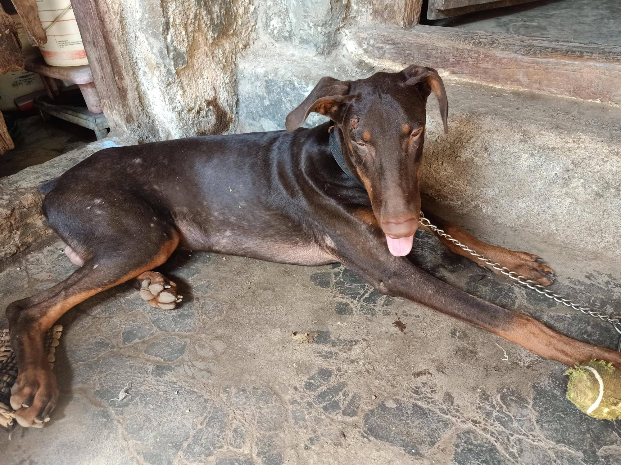 Pet image – gallery view