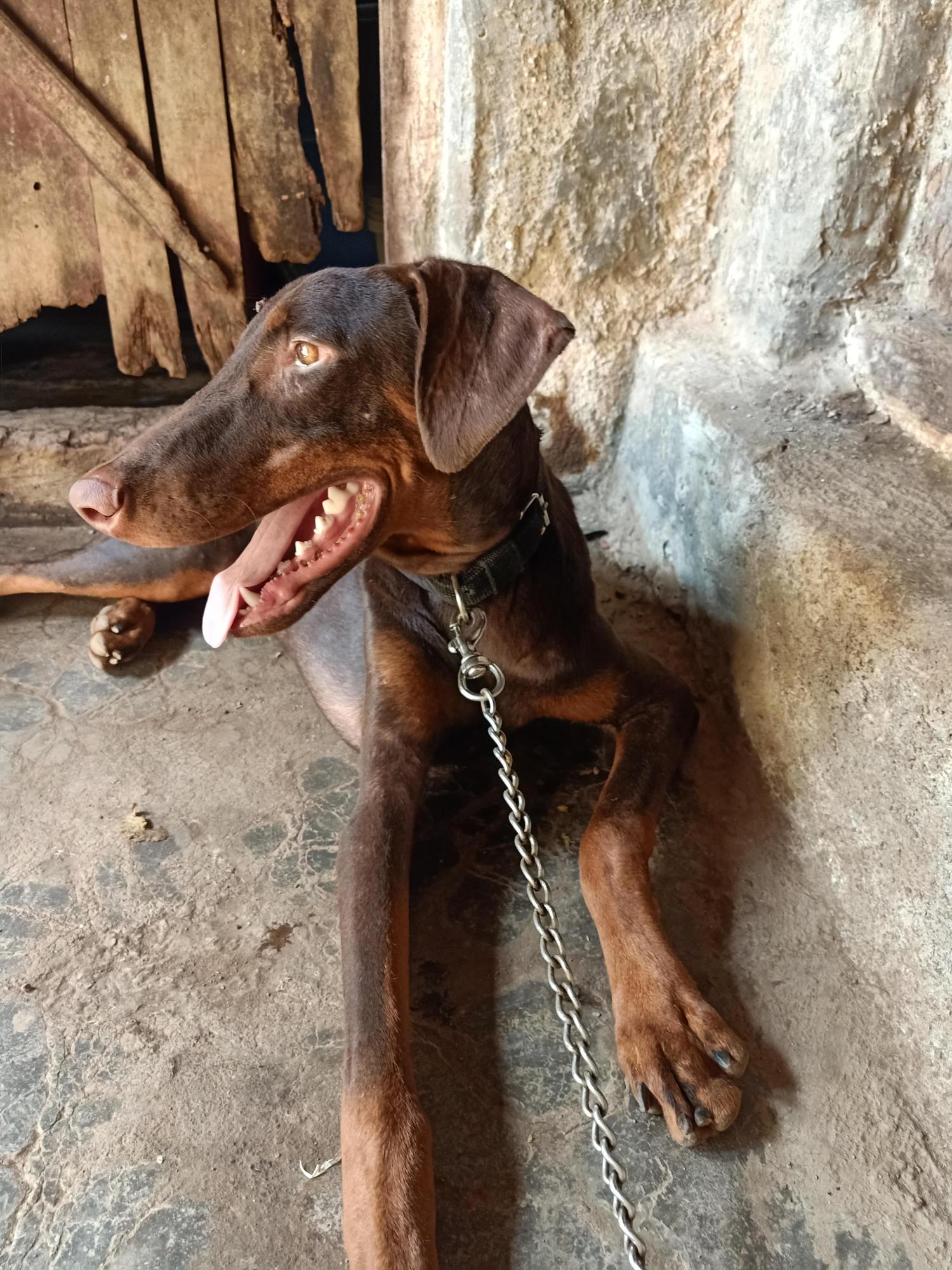 Pet image – gallery view