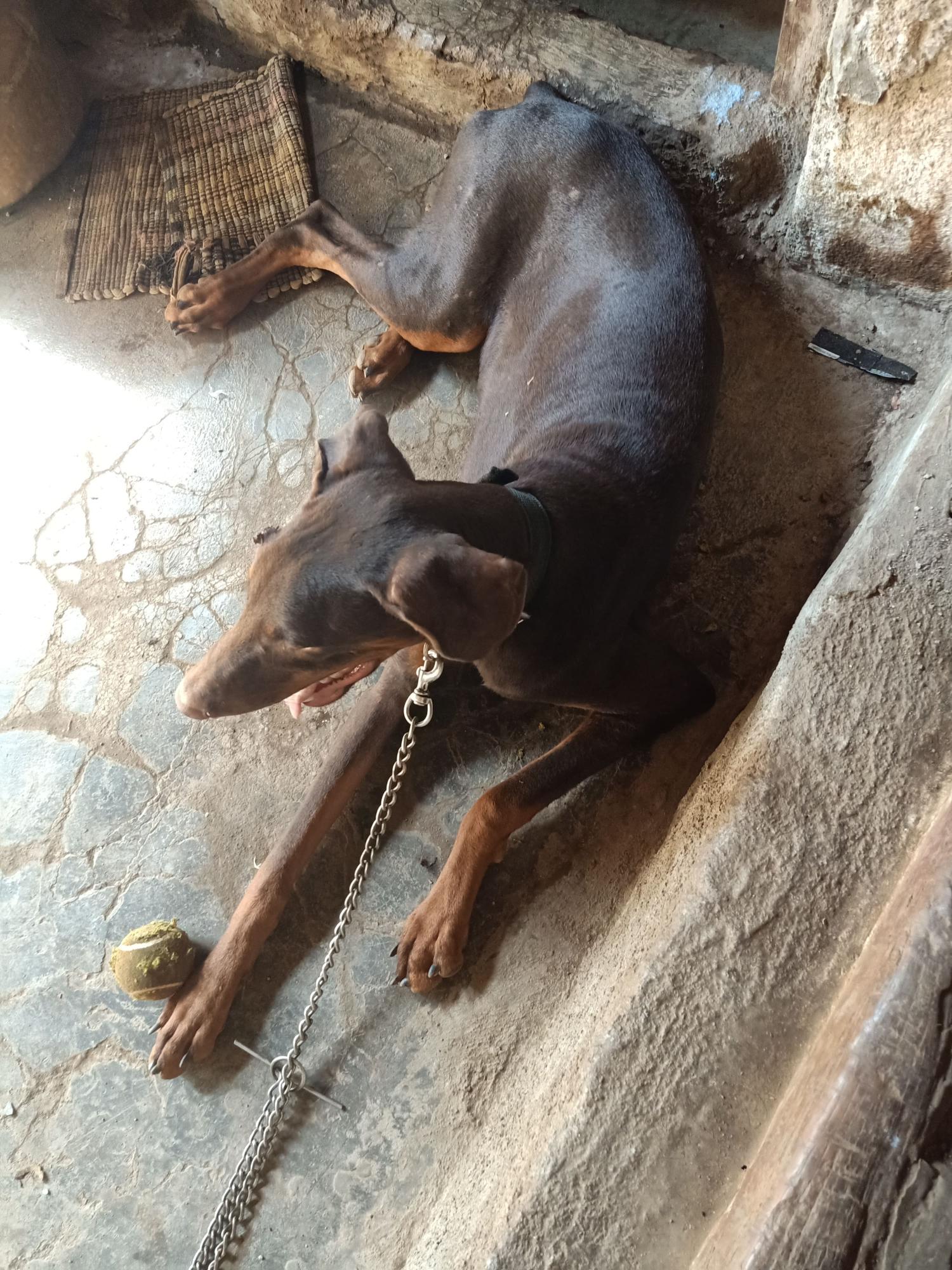 Pet image – gallery view