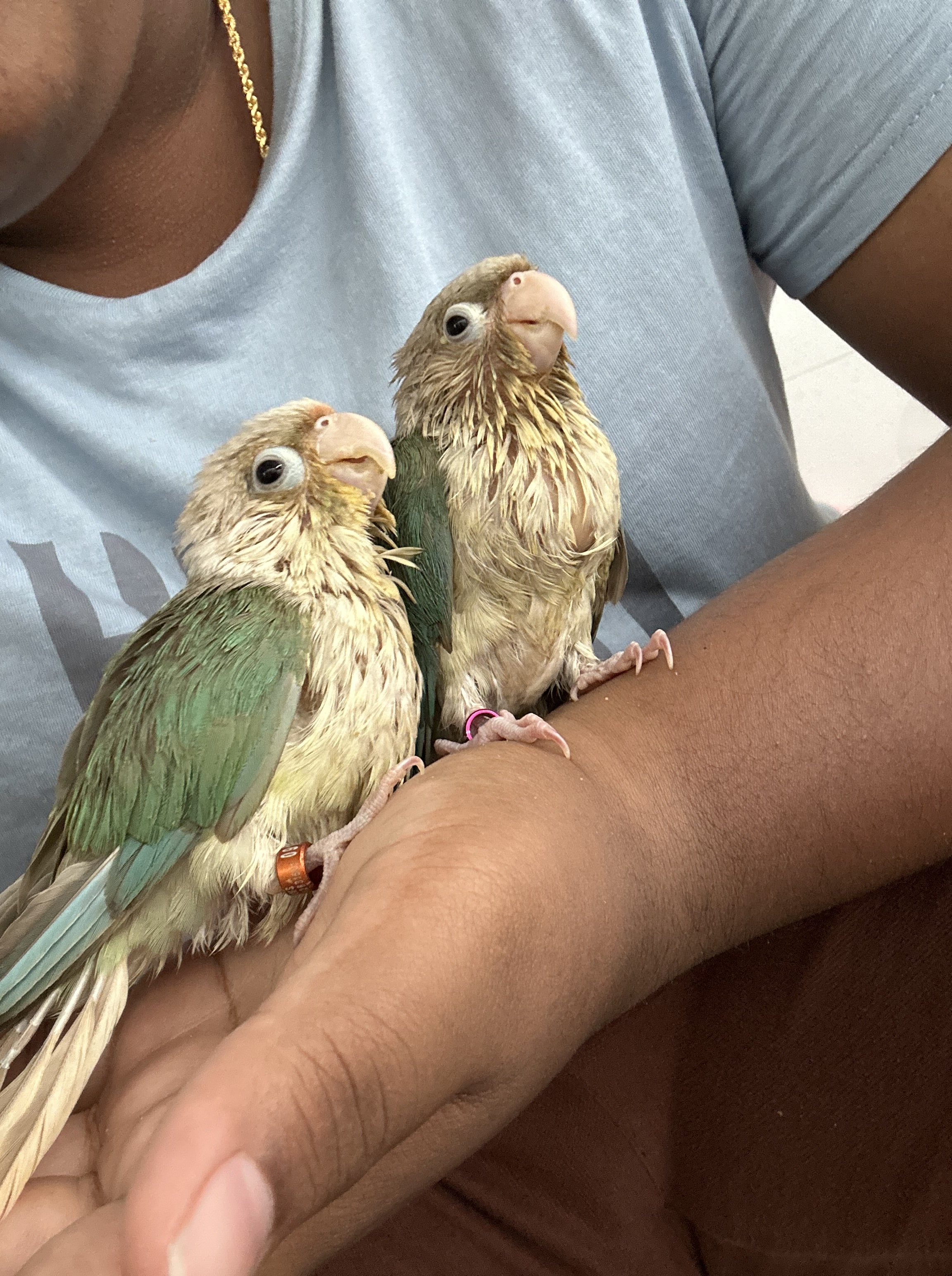 Pet image – gallery view