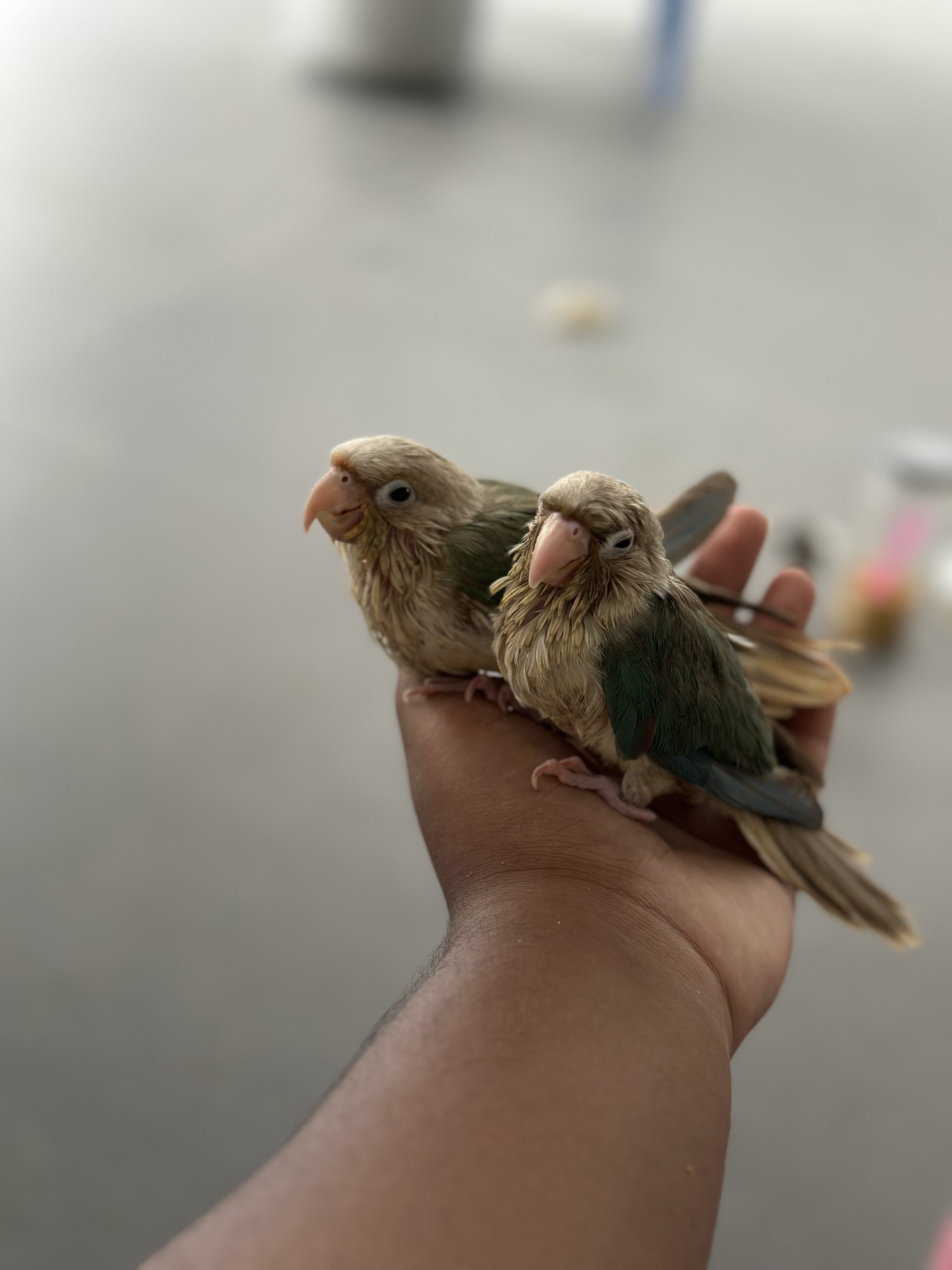 Pet image – gallery view