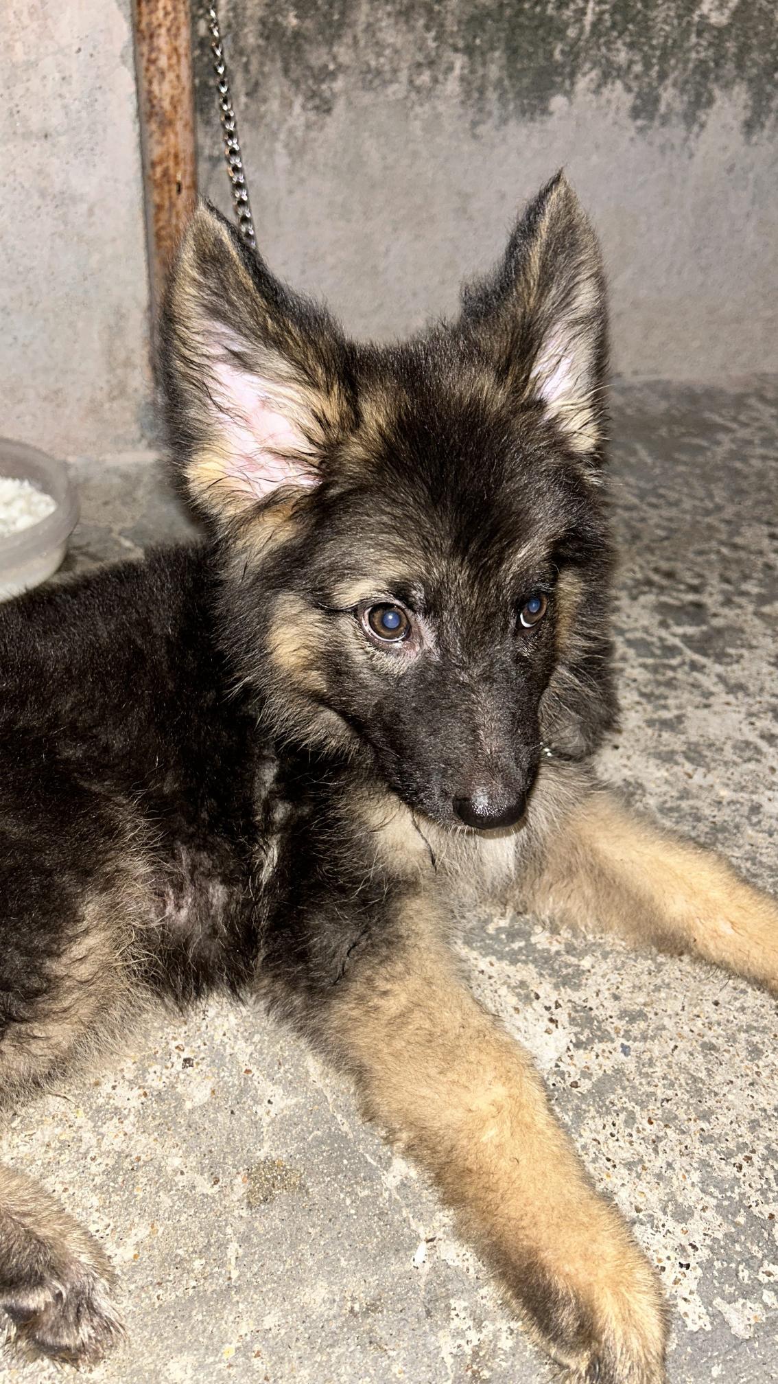 Pet image – gallery view