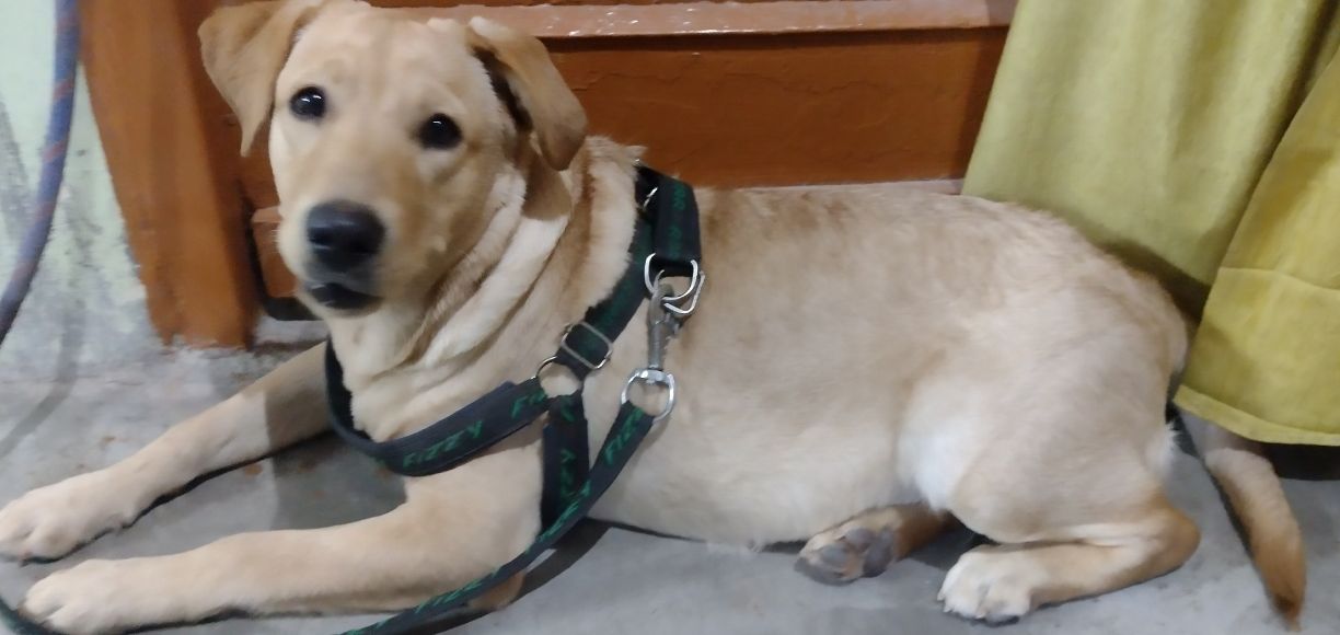 Pet image – gallery view