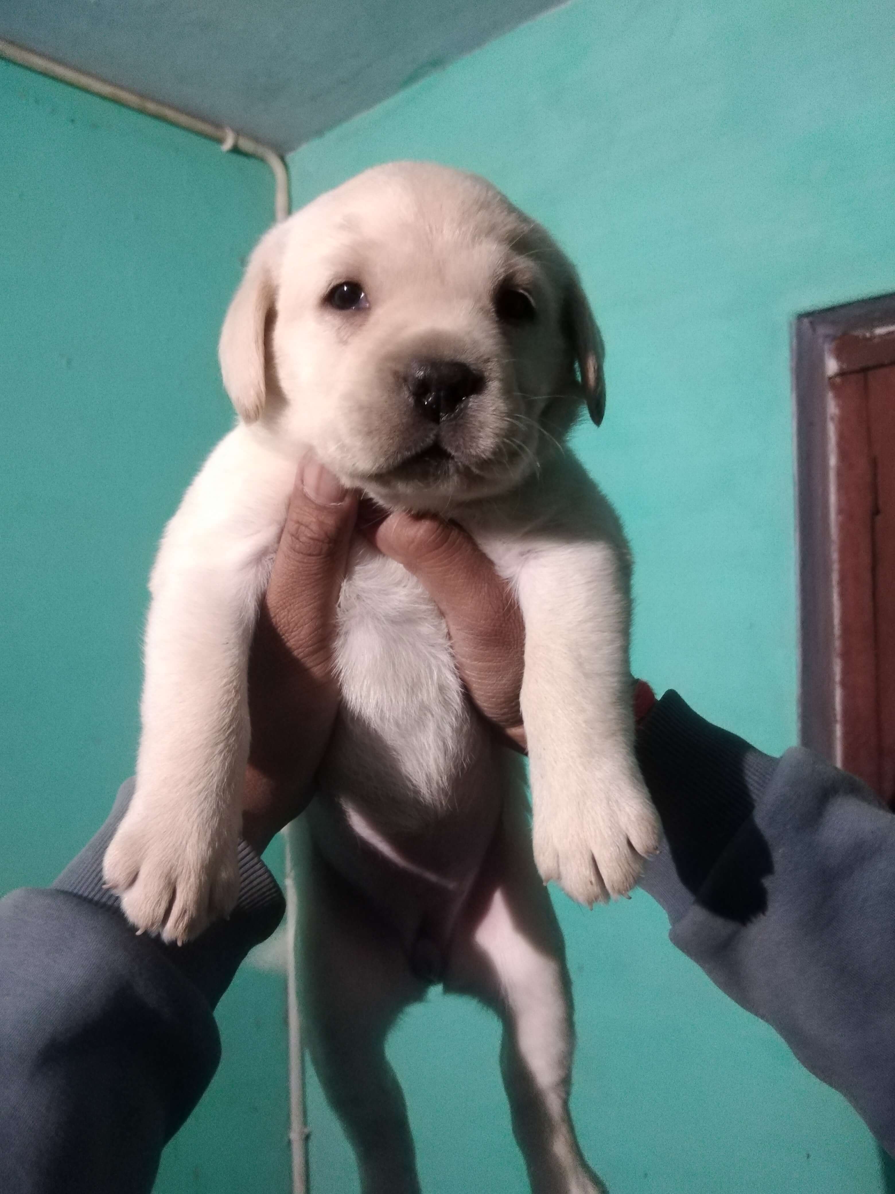 Pet image – gallery view