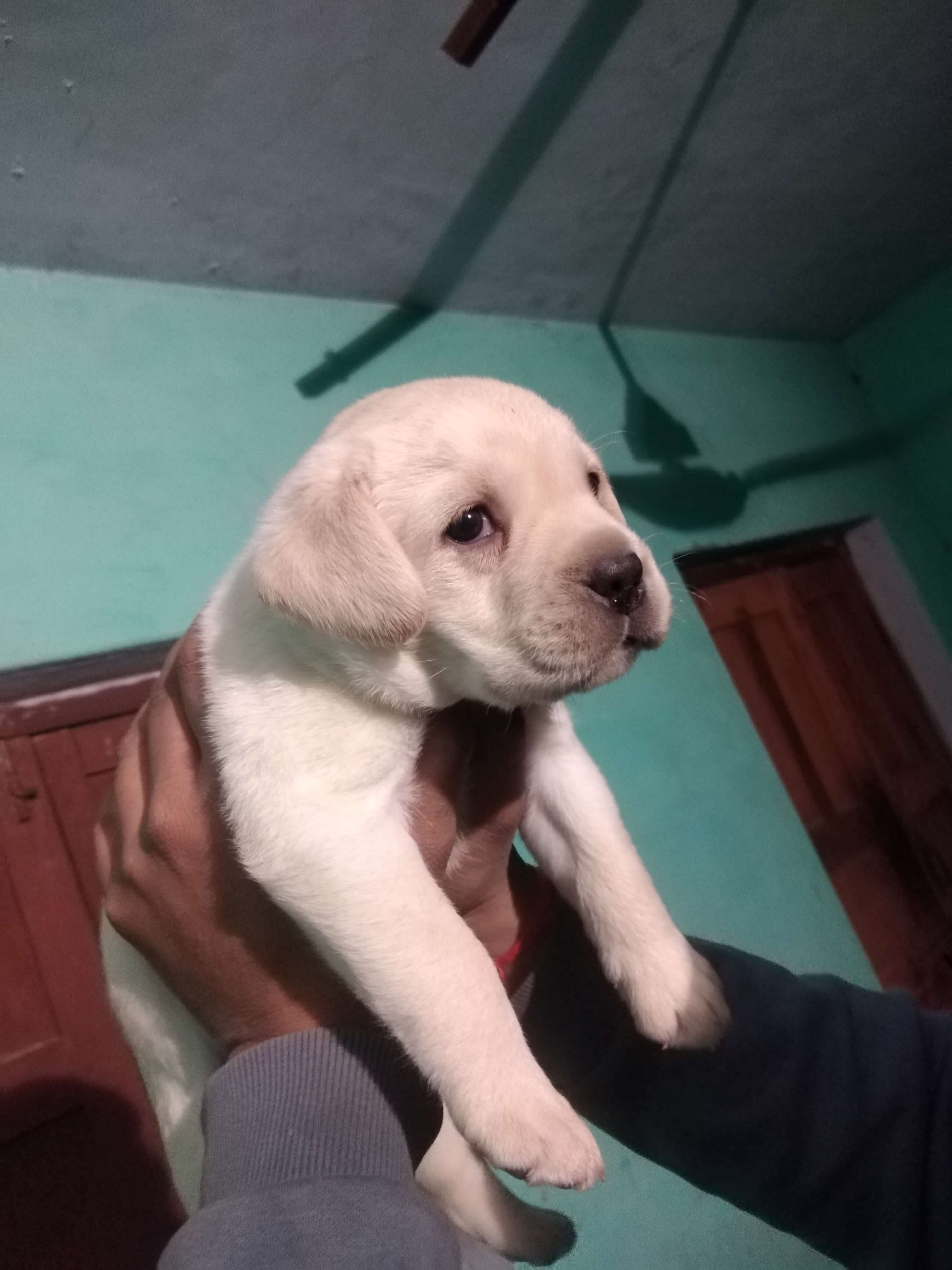 Pet image – gallery view