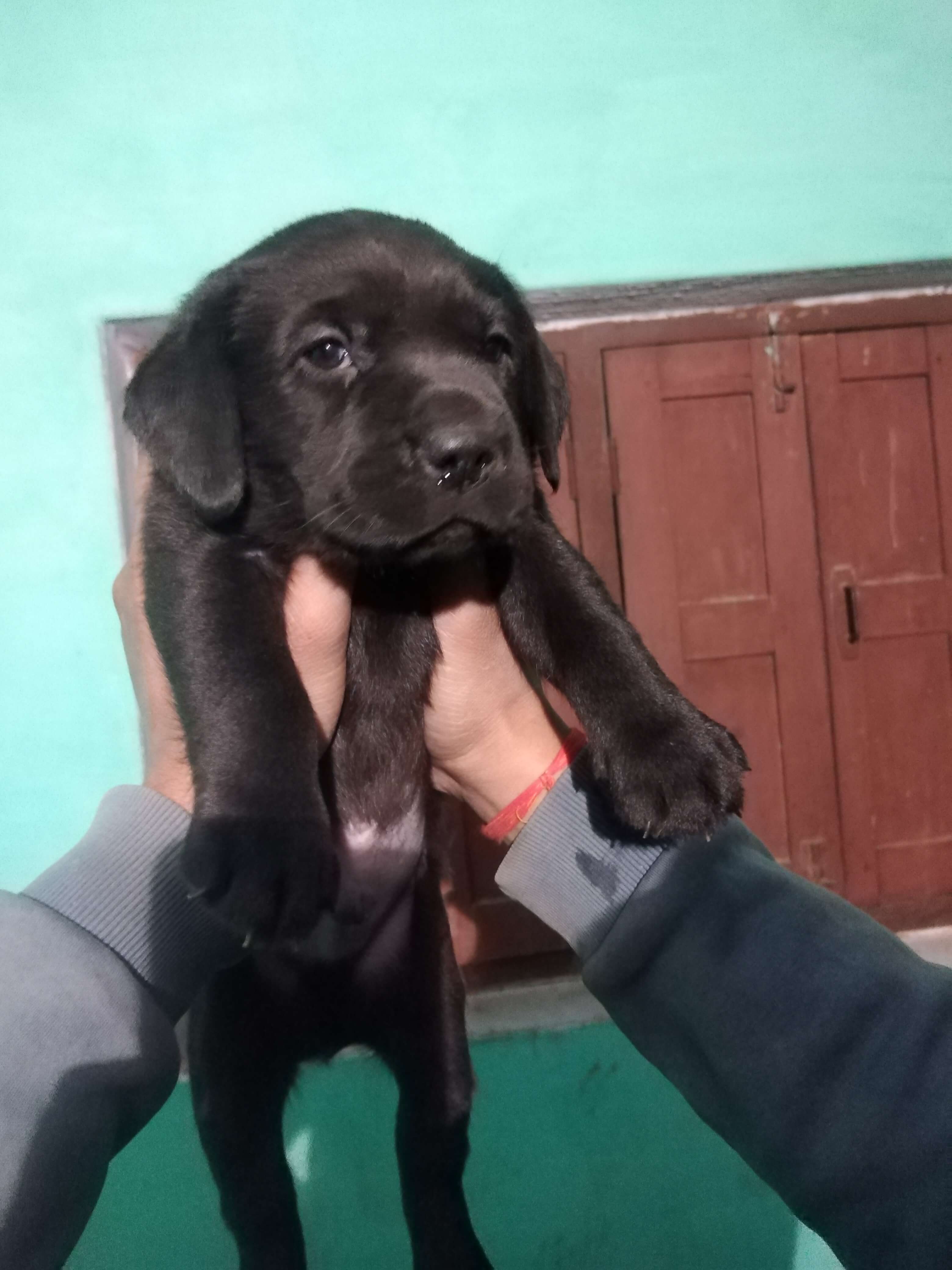 Pet image – gallery view