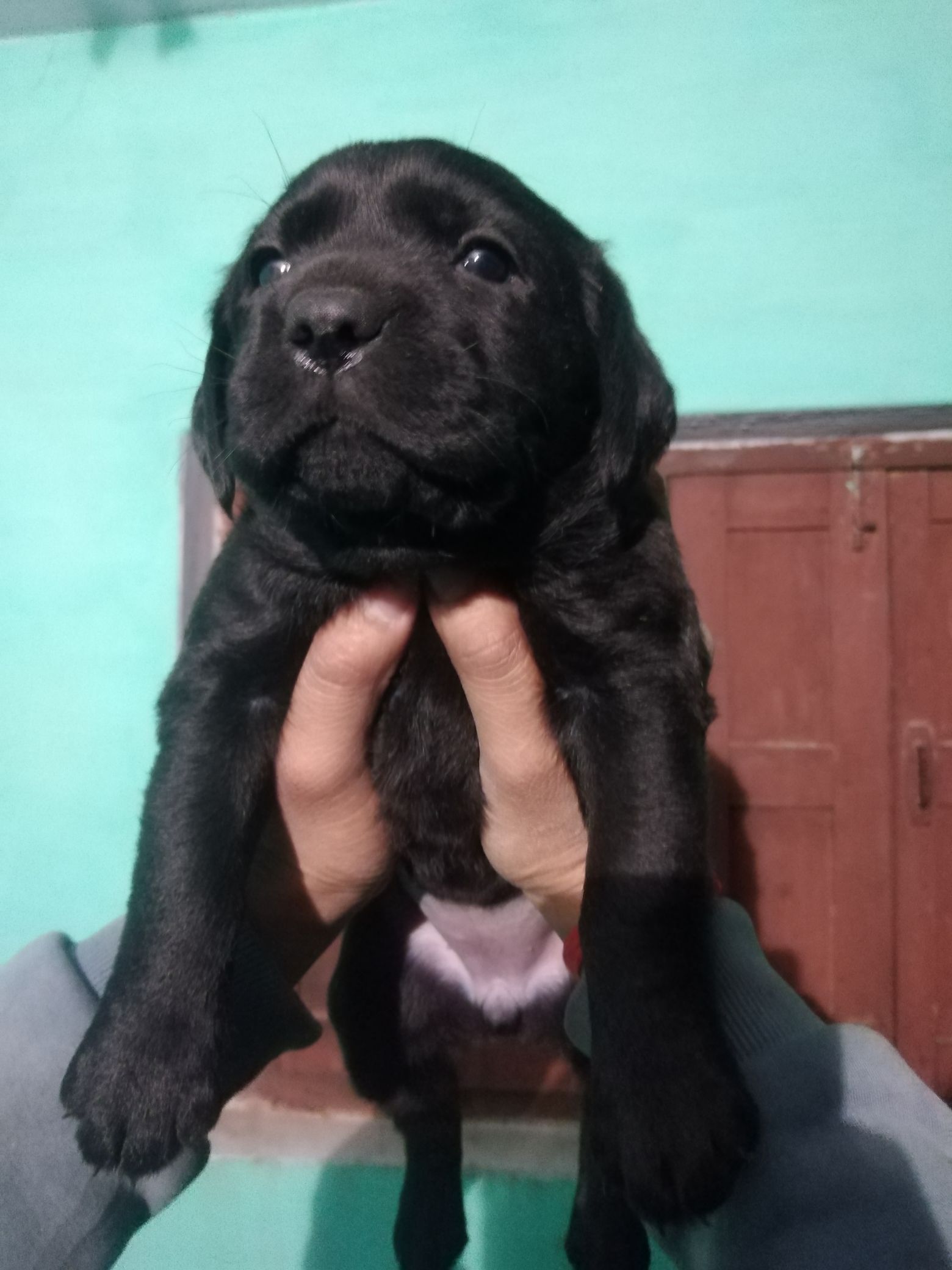 Pet image – gallery view